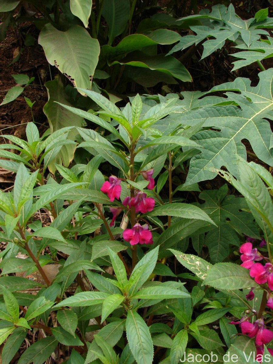 Impatiens balsamina L.